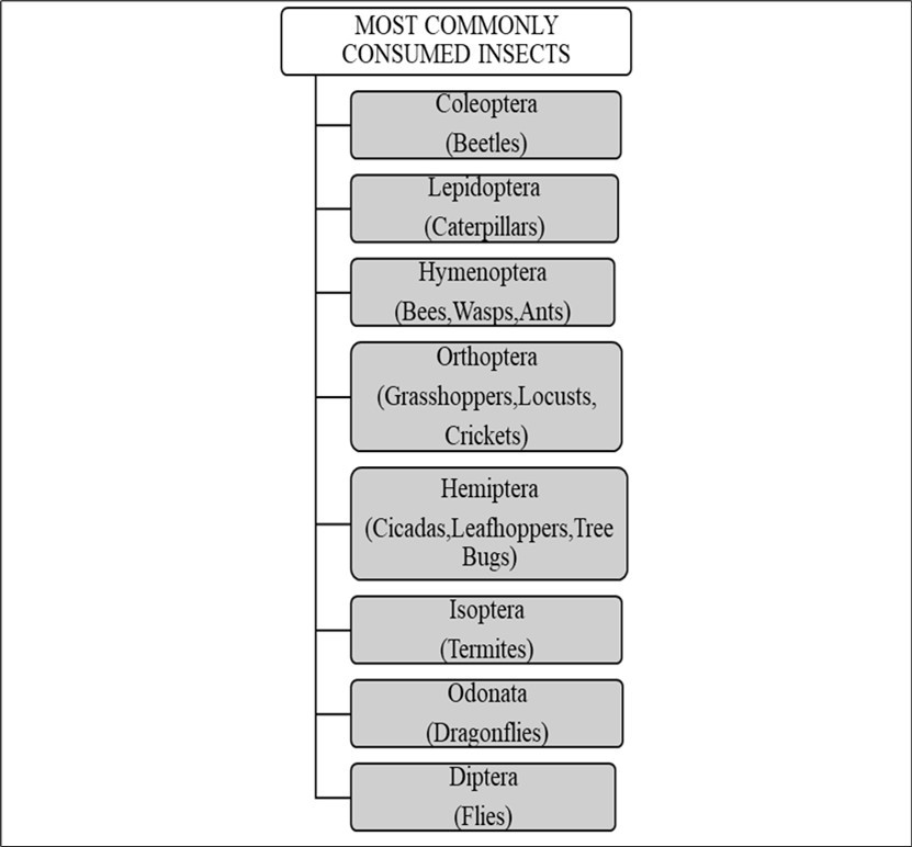 List of commonly consumed insect orders11