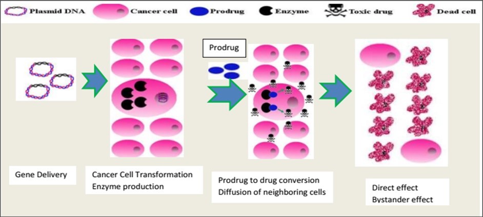 Figure 11. The mechanism by which the prodrug/enzyme/functions. An enzyme-encoding gene is first transfected into cancer cells. Through the process of what is known as the "bystander effect," the enzyme can change the nontoxic prodrug into its cytotoxic form, which causes the death of transfected cancer cells and nearby cells 62,63.