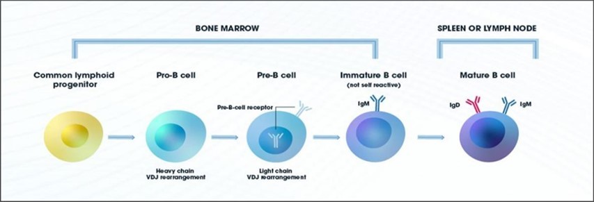 Figure 1. B cell development
