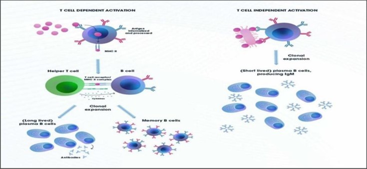 Figure 2. B cell activation