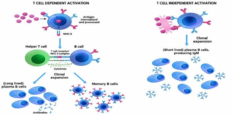 Journal of Advanced Therapeutic Science - Clinical Research